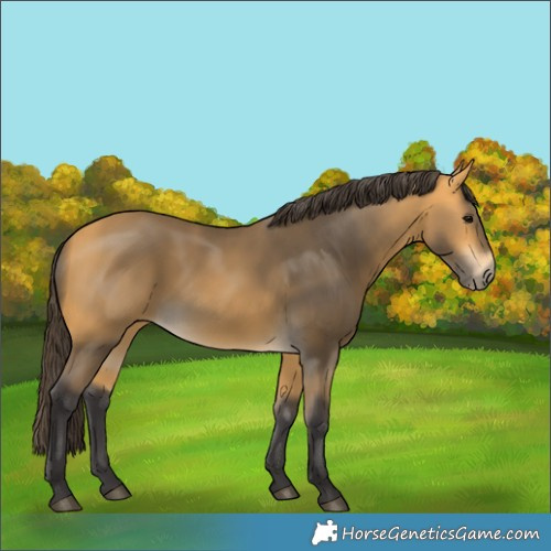 Horse Color:Buckskin 
