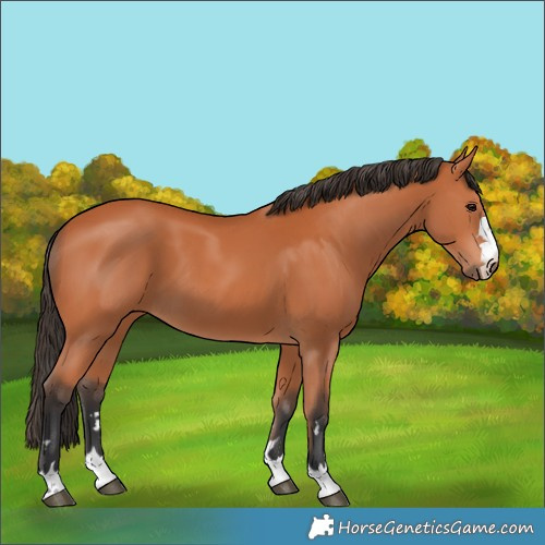 Horse Color:Bay 