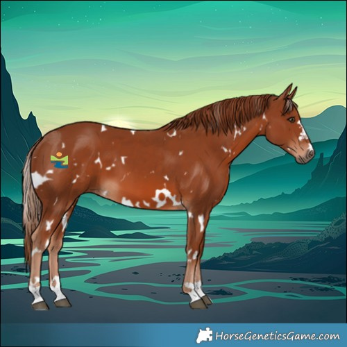Horse Color:White Spotted Chestnut