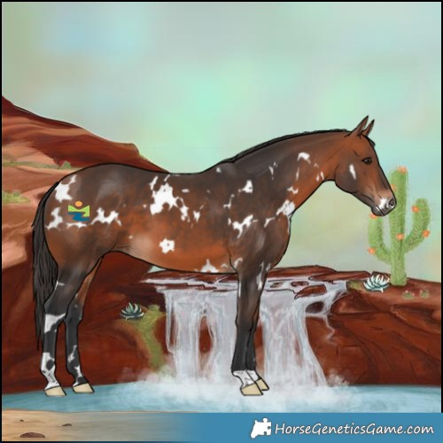 Horse Color:White Spotted Bay 