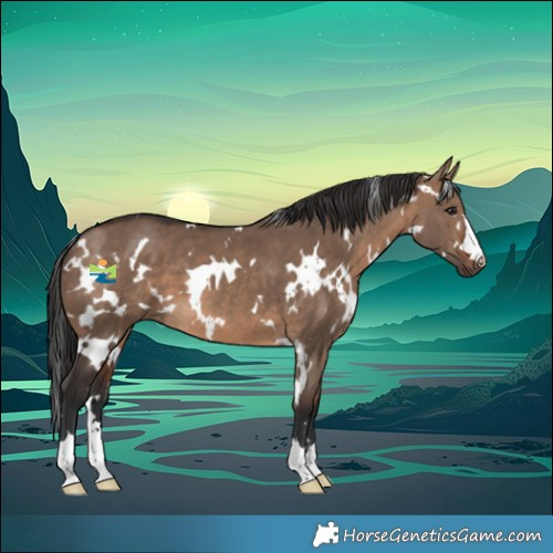 Horse Color:White Spotted Brown Dun