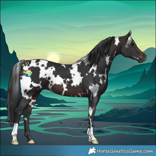 Horse Color:White Spotted Brown