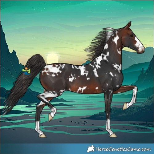 Horse Color:White Spotted Bay