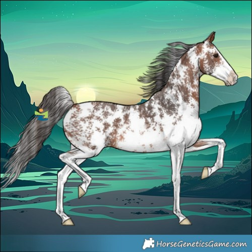 Horse Color:Bay Sabino Splash 