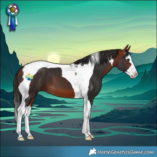 Horse Color:Bay Splash Tobiano