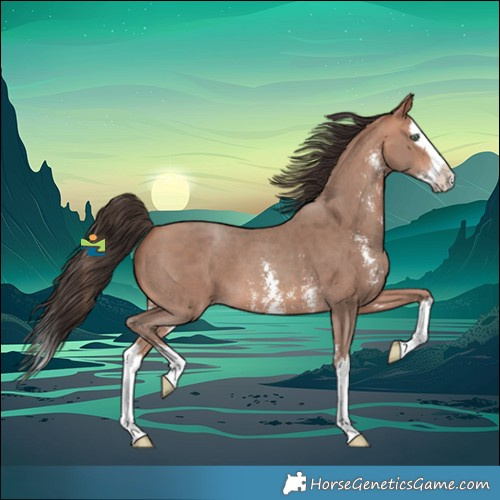 Horse Color:Amber Champagne Sabino Splash