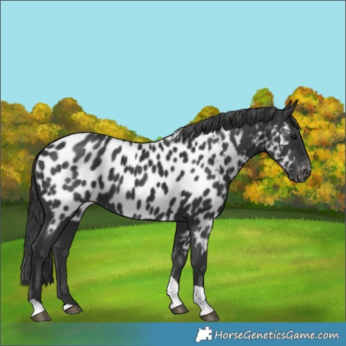 Horse Color:Black Tobiano Near Leopard 