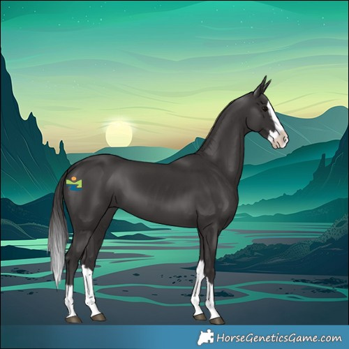 Horse Color:Smoky Black Splash
