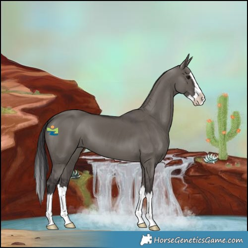 Horse Color:Smoky Grullo Splash