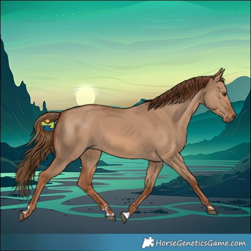 Horse Color:Red Dun Rabicano 