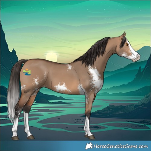 Horse Color:Bay Dun Sabino Splash 