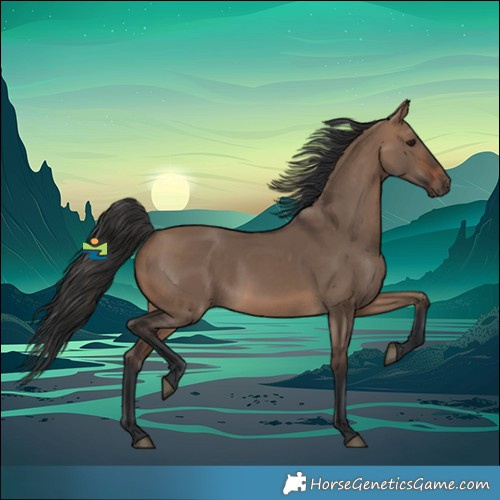 Horse Color:Brown Dun 