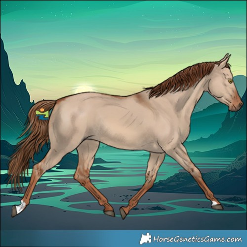 Horse Color:Red Dun Rabicano 