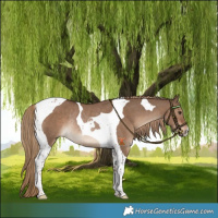 Horse Color:Liver Red Dun Tobiano Rabicano