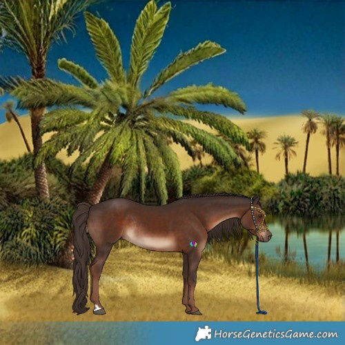 Horse Color:Liver Chestnut Rabicano 