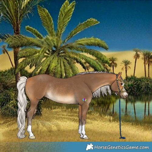 Horse Color:Silver Buckskin Rabicano