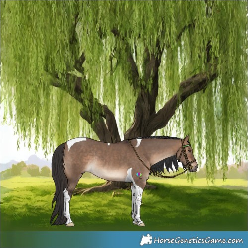 Horse Color:Brown Dun Tobiano Rabicano 