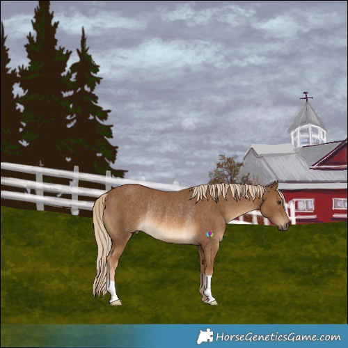 Horse Color:Chocolate Palomino Rabicano 