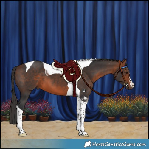 Horse Color:Bay Tobiano