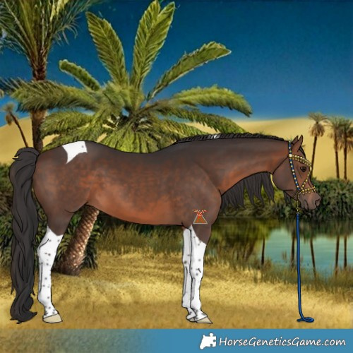 Horse Color:Brown Tobiano