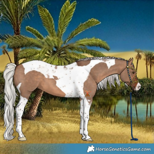 Horse Color:Silver Brown Dun Tobiano