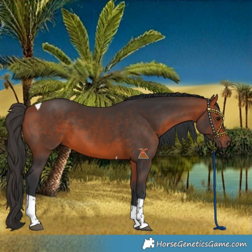 Horse Color:Bay Tobiano