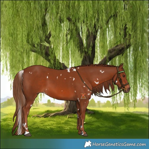 Horse Color:White Spotted Chestnut 