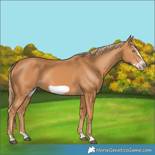 Horse Color:Chestnut Splash Frame 