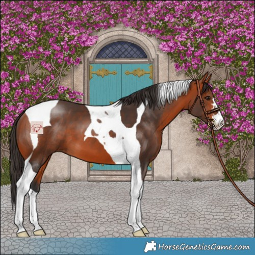 Horse Color:Bay Tobiano