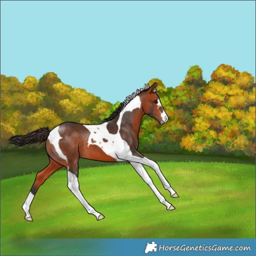Horse Color:Bay Tobiano