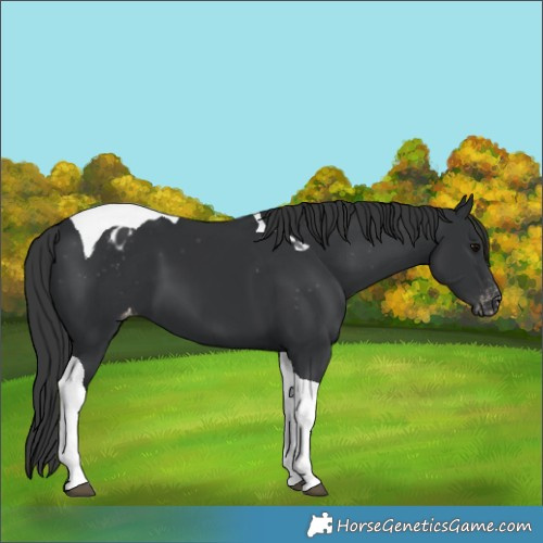 Horse Color:Black Tobiano Blanket