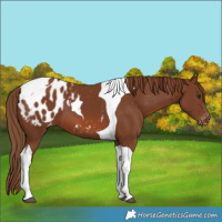 Horse Color:Chestnut Tobiano Blanket 