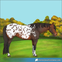 Horse Color:Bay Tobiano Blanket 