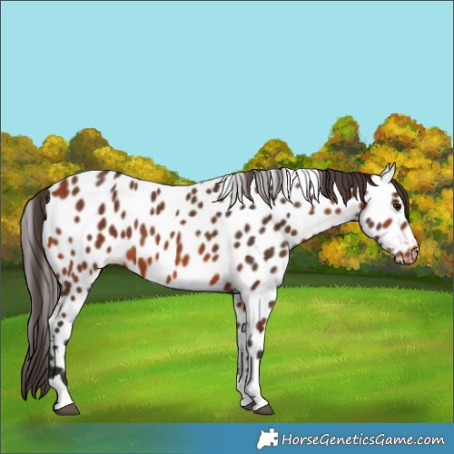 Horse Color:Bay Tobiano Near Leopard 
