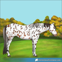Horse Color:Bay Tobiano Near Leopard 