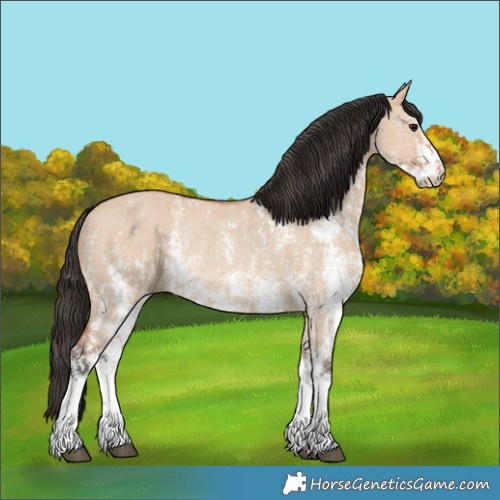 Horse Color:Bay Dun Sabino Rabicano and Bay Dun Sabino Rabicano