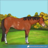 Horse Color:Bay Sabino Rabicano  and Bay Sabino Rabicano 