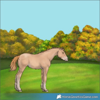 Horse Color:Gold Champagne 