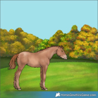 Horse Color:Gold Champagne 