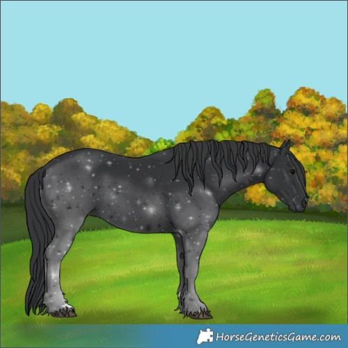 Horse Color:Black Rabicano