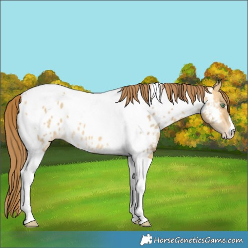 Horse Color:Sable Cream Champagne Dun Tobiano Near Leopard 