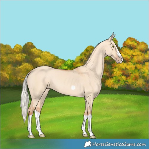 Horse Color:Silver Classic Champagne Dun Splash Frame 