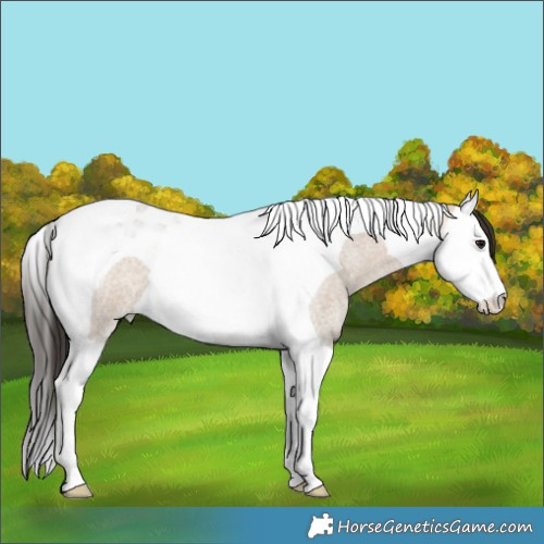 Horse Color:Bay Roan Dun Splash Tobiano