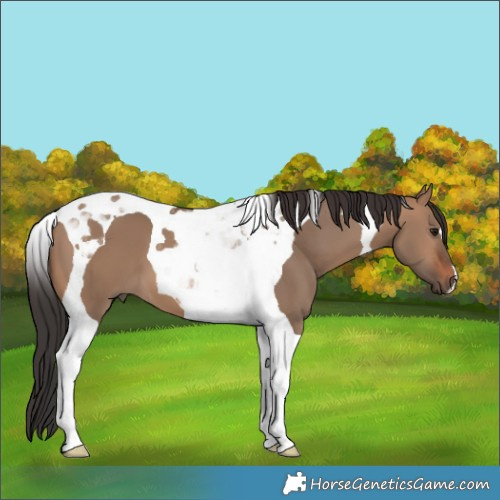 Horse Color:Brown Dun Tobiano