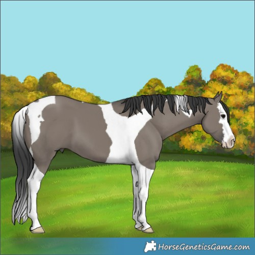 Horse Color:Grullo Splash Tobiano