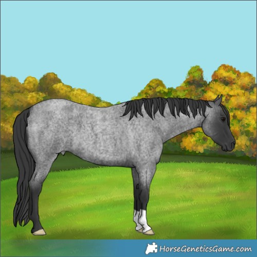 Horse Color:Blue Roan