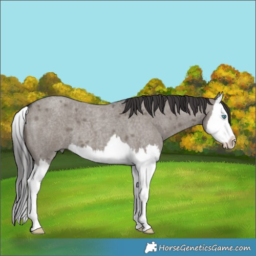 Horse Color:Smoky Grullo Roan Splash