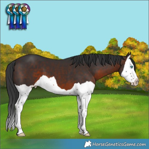 Horse Color:Brown Splash 