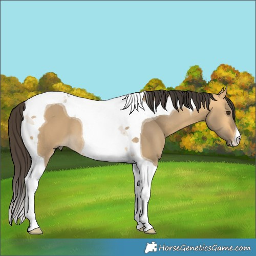 Horse Color:Buckskin Dun Tobiano
