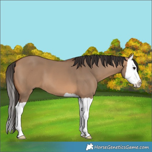 Horse Color:Bay Dun Splash 